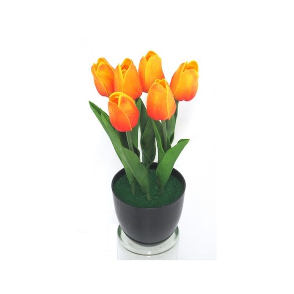 Tulipán cserepes narancssárga