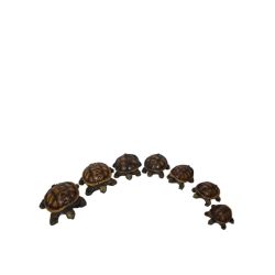 Teknős család 7 tagú műgyanta