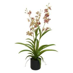 Selyemvirág lepkeorchidea 3 ágú 70cm