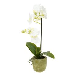 Selyemvirág Lepkeorchidea 2 ágú, kaspóban 46 cm